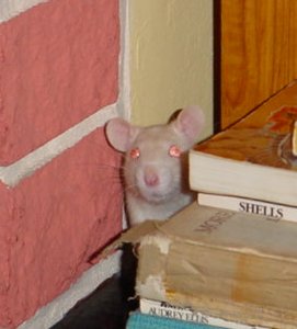 rat by bookcase