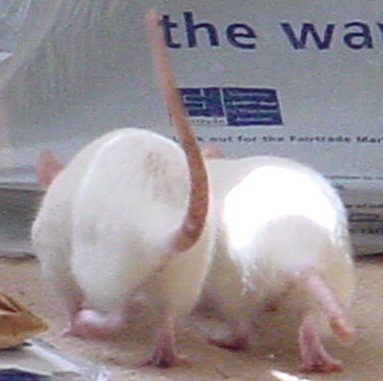 back view of rats exploring