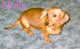 Molly Sue