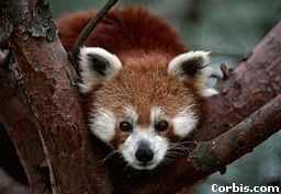 fox.jpg