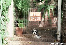 puppywarn.jpg