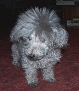 My Sweet Crickie