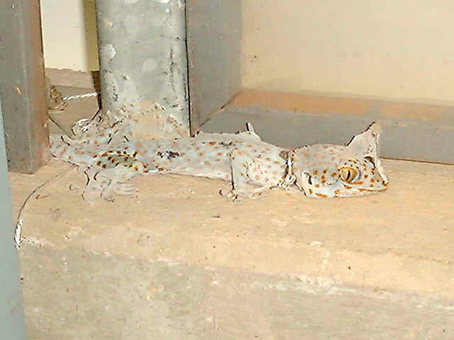 gcalizard.JPG (62788 bytes)