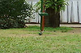 lizard.JPG (28662 bytes)