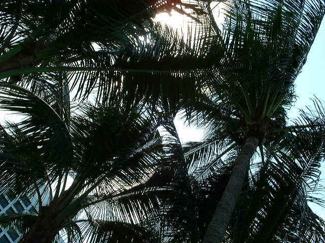 palm.JPG (124531 bytes)