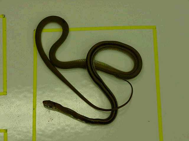 snake.jpg (19750 bytes)