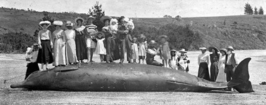 Stranded whale at Goldsworthys Bay - February 1905