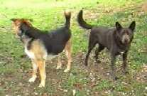 Ross and Shiloh