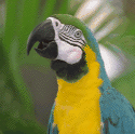 macaw