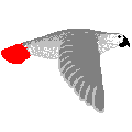 flying bird