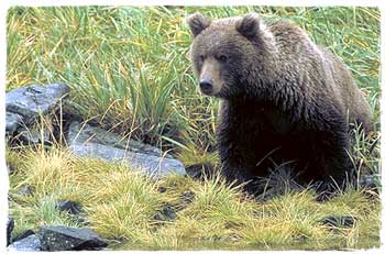 Bear in Southwest Alaska