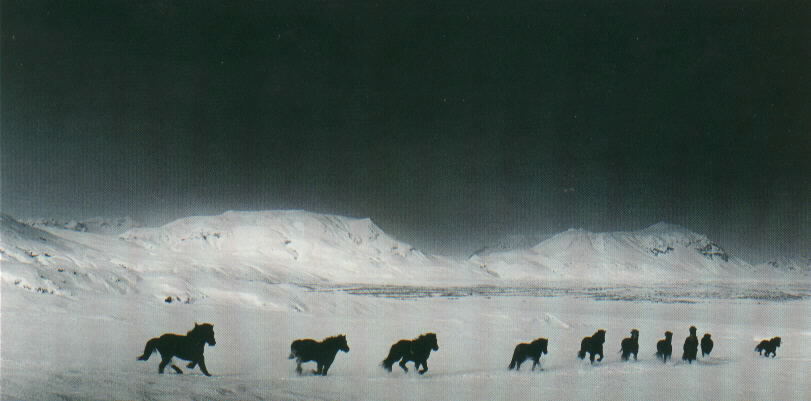 Wild Icelandic horses.