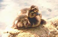 Edgar chicks