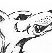 thumb_dingoboy