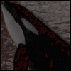 The orca in this picture is Shouka, a captive orca that I helped re-locate to a better life.  Read more about it at saveshouka.cjb.net
