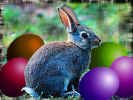 rabbit_1.jpg (9372 bytes)