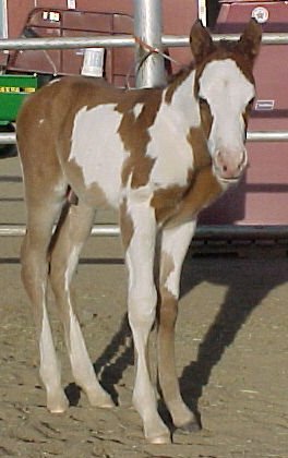 curvy2.jpg (26364 bytes)