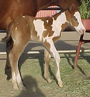 curvy6.jpg (24176 bytes)