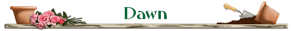 Dawn