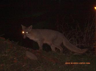 Zorro hembra fotografiado en el Campus por J.R. Ramos