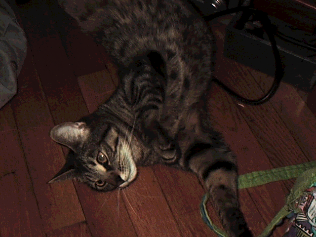 Rabid Fisher Puss