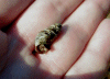Snail from the reservoir.