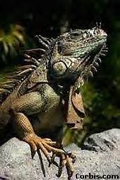 WildIguana.bmp (132150 bytes)