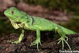 WildIguana4.bmp (130614 bytes)