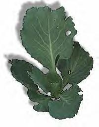 collard.bmp (153654 bytes)