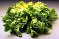 escarole.bmp (79254 bytes)