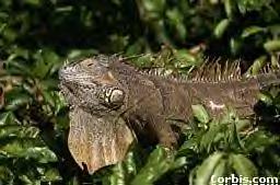 wildiguana5.bmp (129846 bytes)