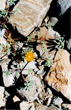 32.JPG (314783 bytes)