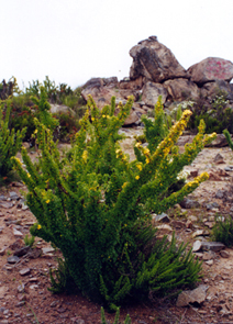 44.JPG (611494 bytes)