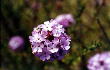 55.JPG (84397 bytes)