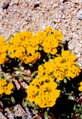 6.JPG (233998 bytes)
