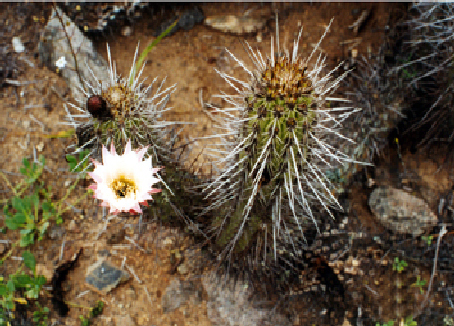 CACTUS1.JPG (216153 bytes)
