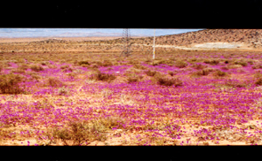 PANORAMA4.JPG (492485 bytes)
