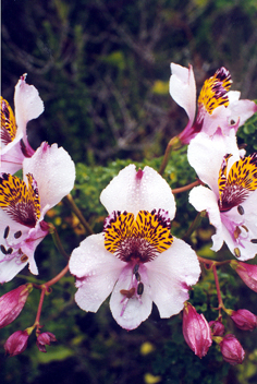 alstroemeria.JPG (115466 bytes)