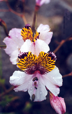 alstroemeria3.JPG (108054 bytes)