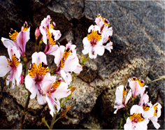 alstroemeria4.JPG (81568 bytes)