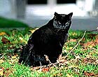 The Capitol Kitty