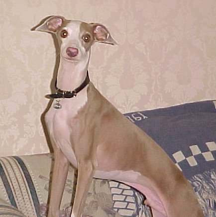 bo2c.jpg (37242 bytes)