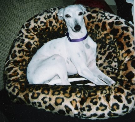 greyhound bred pregnant claire2