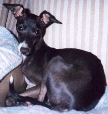 cody.gif (103246 bytes)