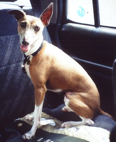 enzo1.jpg (42389 bytes)