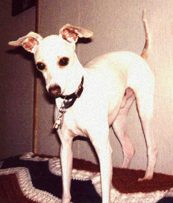 gussy.gif (55531 bytes)