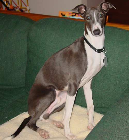 luca1.JPG (61258 bytes)