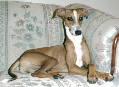 max.jpg (36648 bytes)