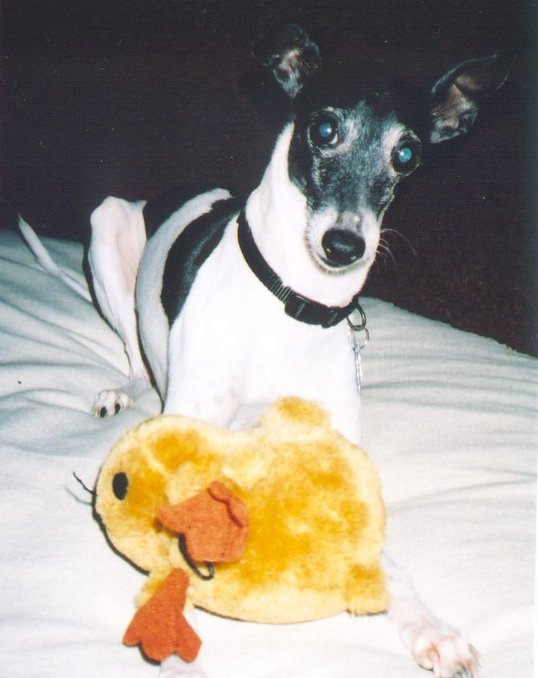 oreoduck.jpg (54632 bytes)