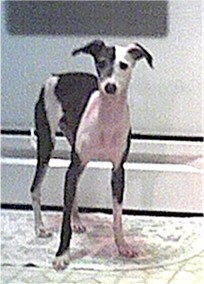pete3.jpg (22394 bytes)